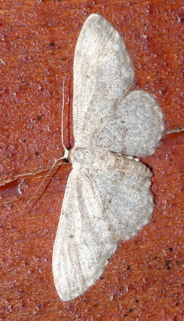 Idaea seriata - szürke apróaraszoló