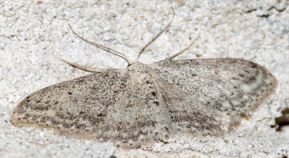 Idaea seriata - szürke apróaraszoló