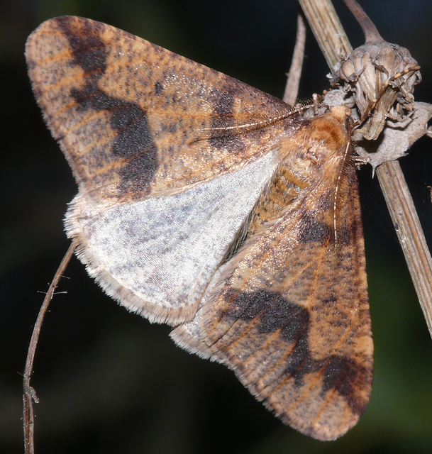 Erannis defoliaria - nagy téliaraszoló