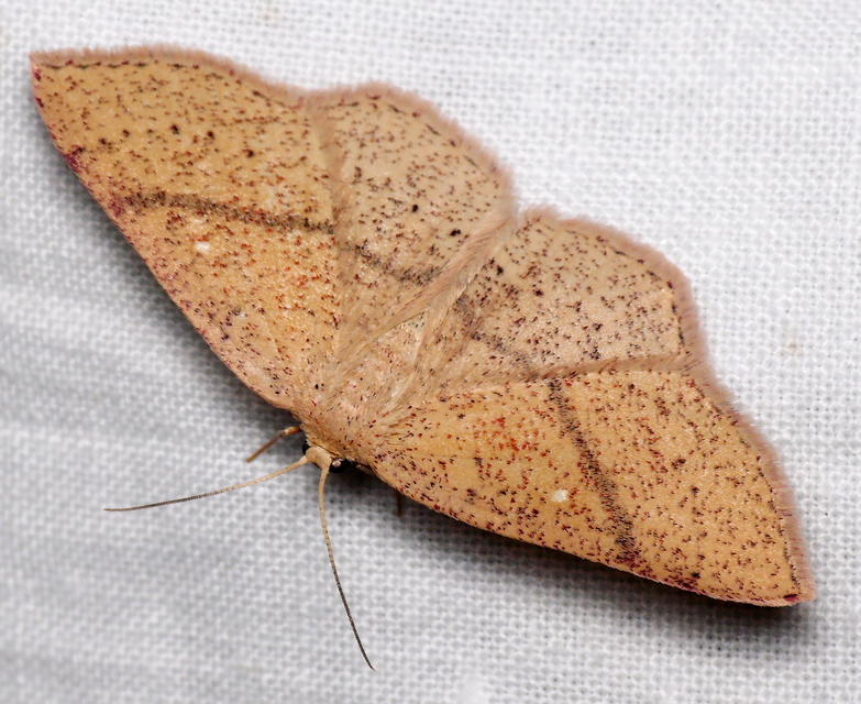 Cyclophora ruficiliaria - vörösrojtú pettyesaraszoló