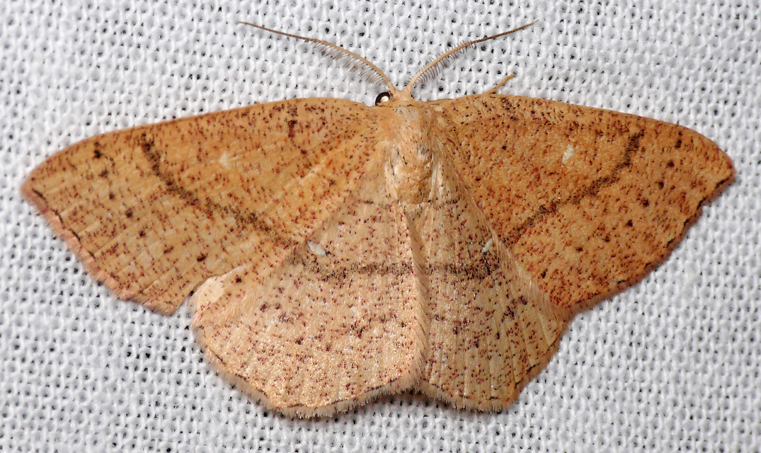 Cyclophora ruficiliaria - vörösrojtú pettyesaraszoló