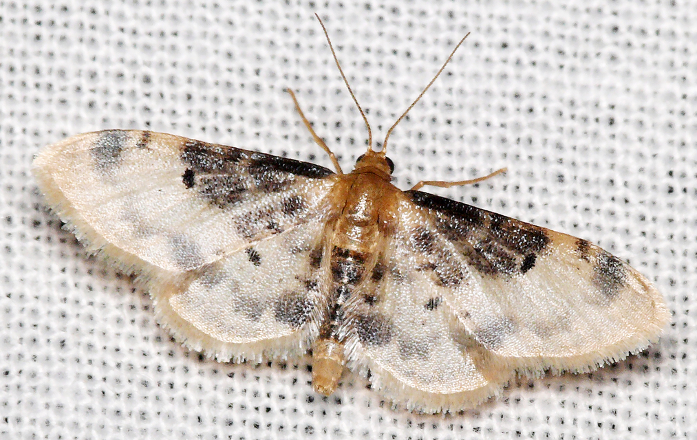 Idaea filicata - sötéttövű apróaraszoló