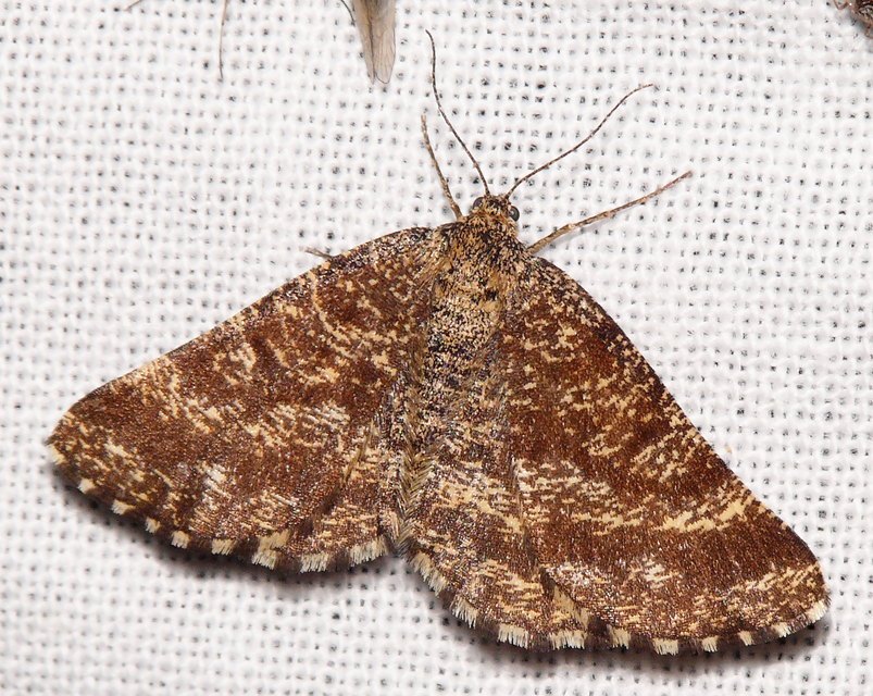 Ematurga atomaria - barna rétiaraszoló