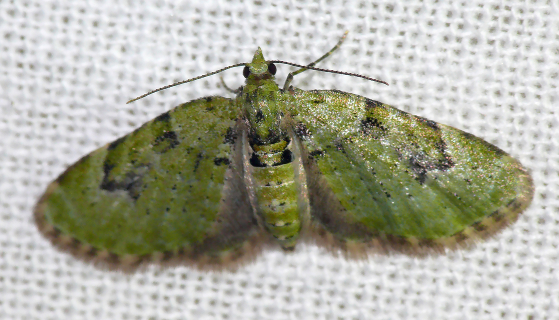 Chloroclystis v-ata - zöldes törpearaszoló