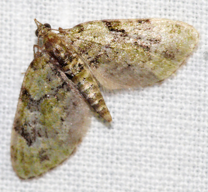 Chloroclystis v-ata - zöldes törpearaszoló