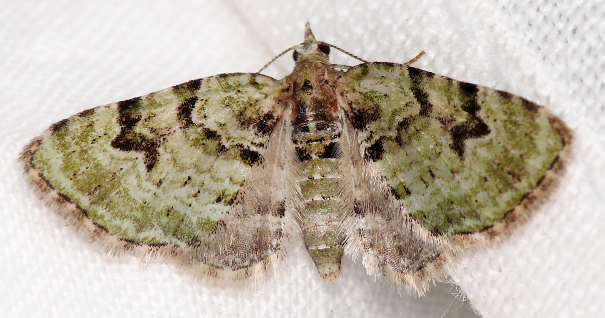 Chloroclystis v-ata - zöldes törpearaszoló