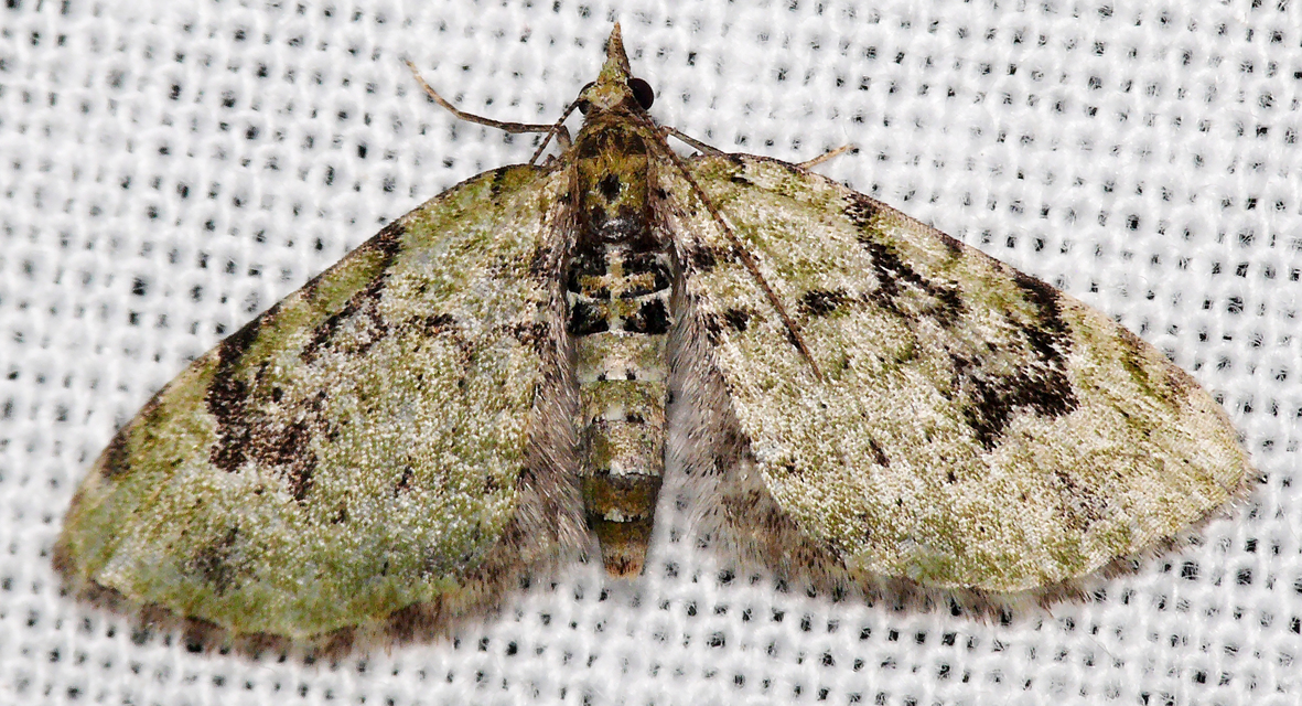 Chloroclystis v-ata - zöldes törpearaszoló