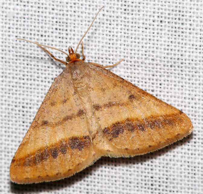 Tephrina arenacearia - lucerna-araszoló