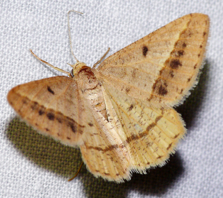 Tephrina arenacearia - lucerna-araszoló