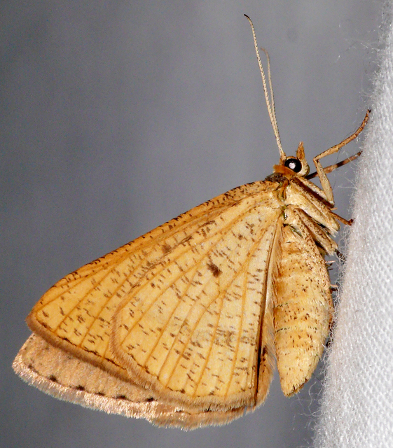 Tephrina arenacearia - lucerna-araszoló