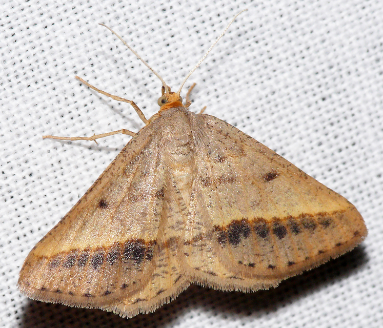 Tephrina arenacearia - lucerna-araszoló