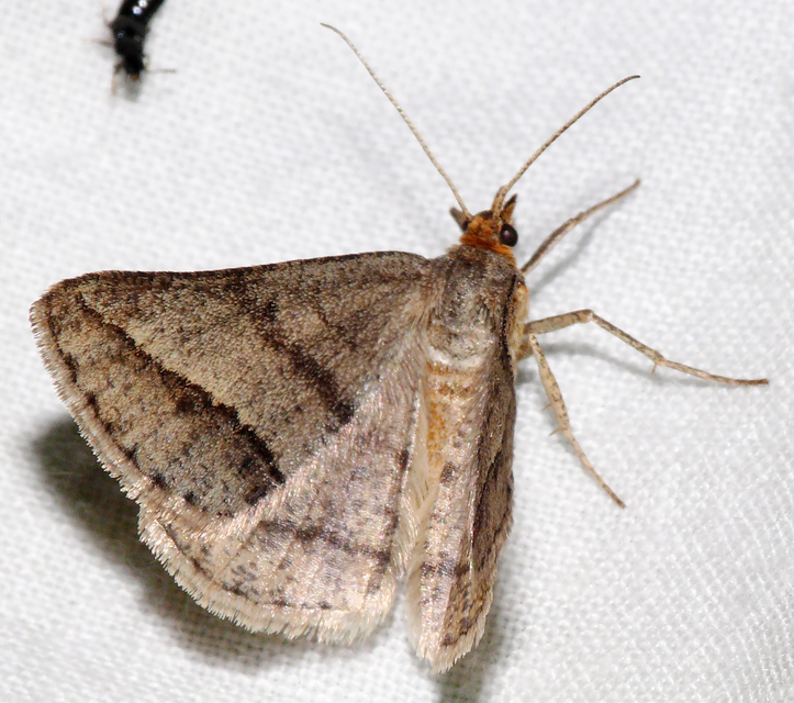 Tephrina arenacearia - lucerna-araszoló