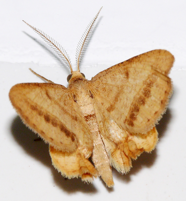 Tephrina arenacearia - lucerna-araszoló