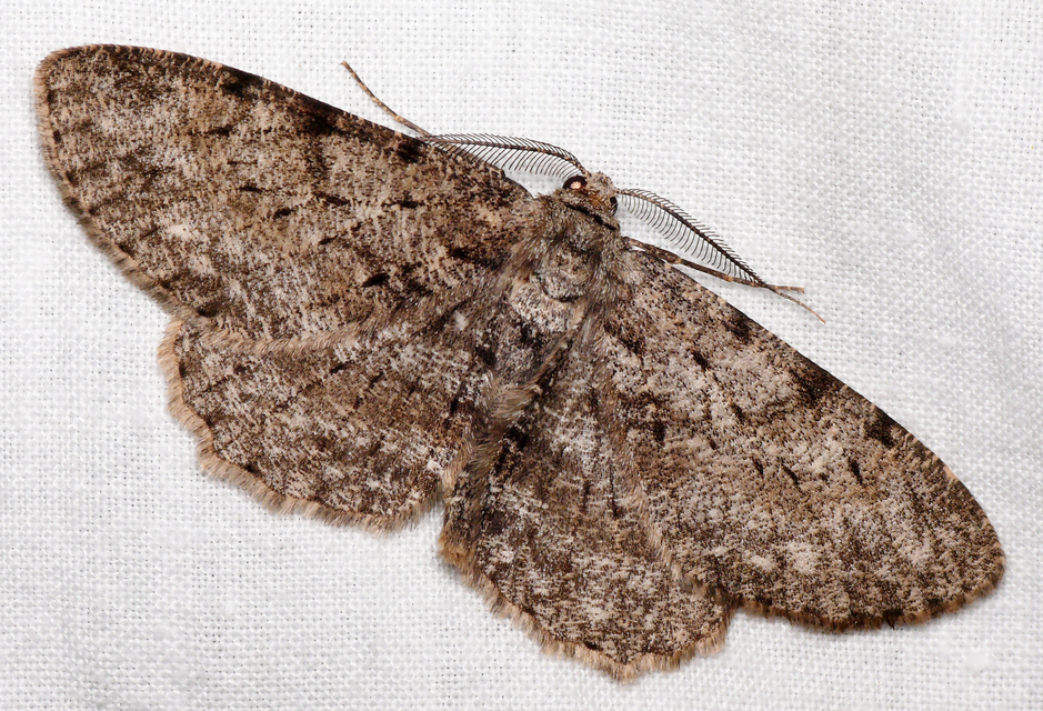 Hypomecis punctinalis - pettyes faaraszoló