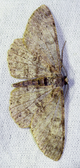 Hypomecis punctinalis - pettyes faaraszoló
