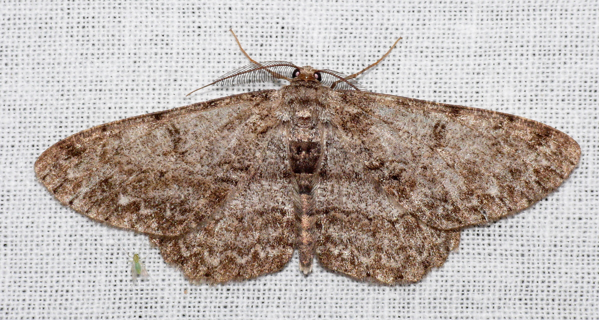 Hypomecis punctinalis - pettyes faaraszoló