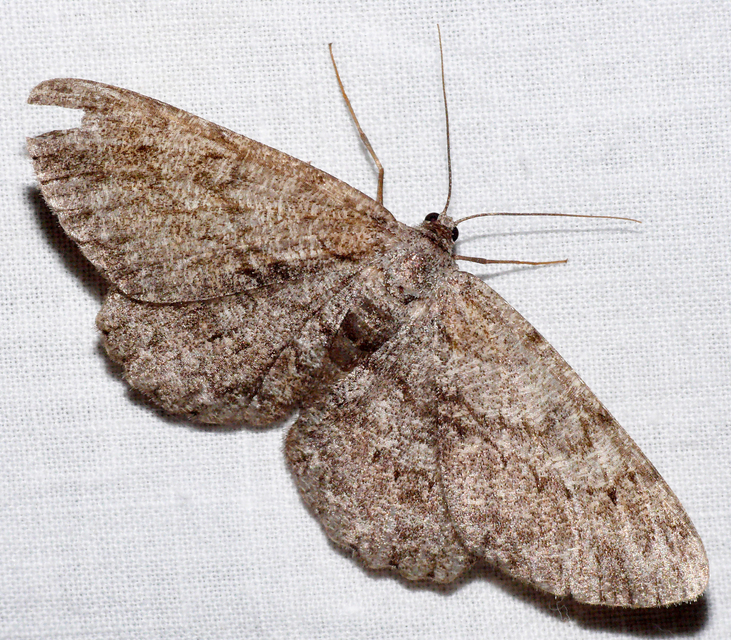 Hypomecis punctinalis - pettyes faaraszoló