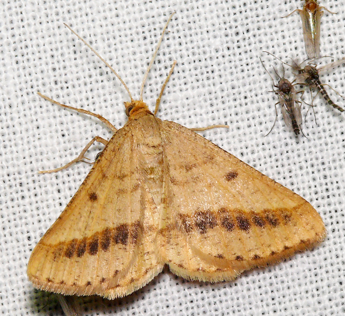 Tephrina arenacearia - lucerna-araszoló
