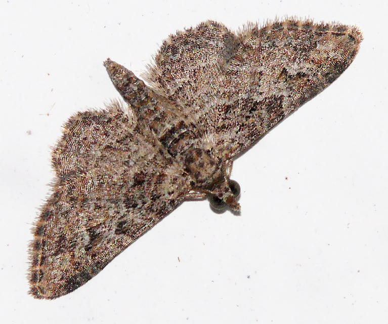 Gymnoscelis rufifasciata - vöröscsíkos törpearaszoló