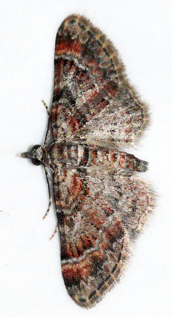Gymnoscelis rufifasciata - vöröscsíkos törpearaszoló
