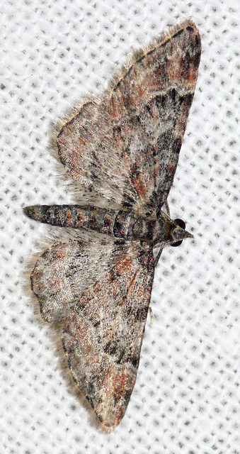 Gymnoscelis rufifasciata - vöröscsíkos törpearaszoló