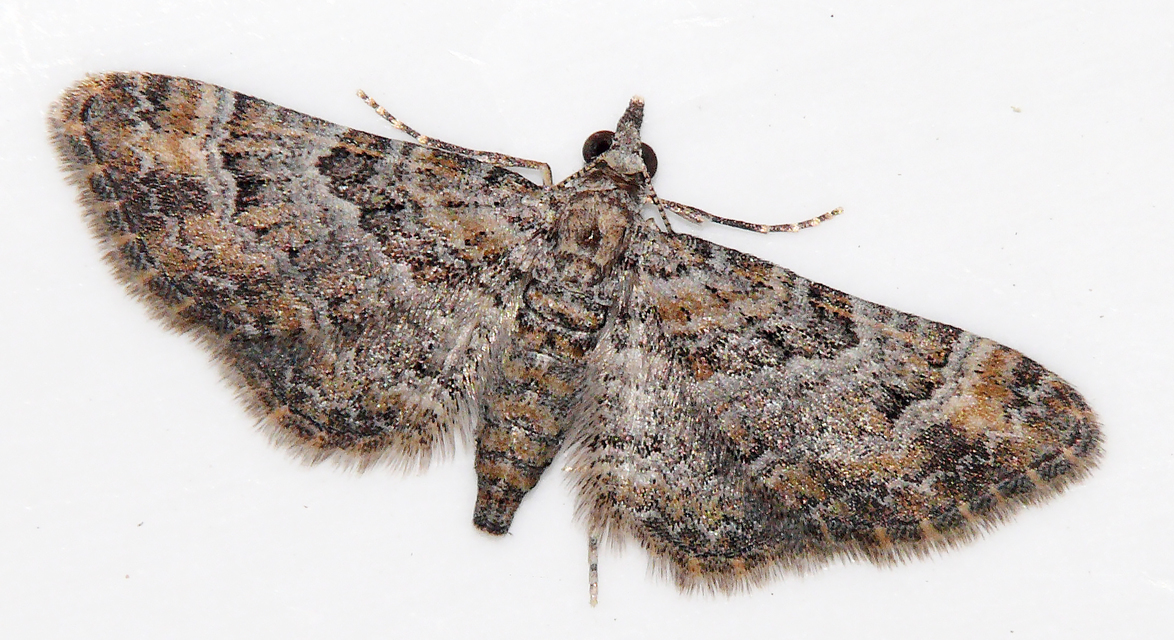 Gymnoscelis rufifasciata - vöröscsíkos törpearaszoló