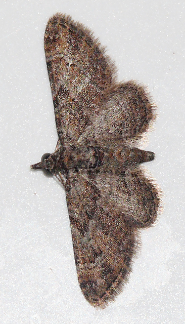 Gymnoscelis rufifasciata - vöröscsíkos törpearaszoló