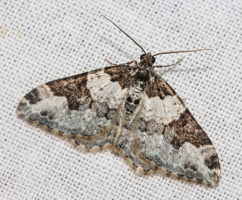 Xanthorhoe fluctuata - közönséges tarkaaraszoló