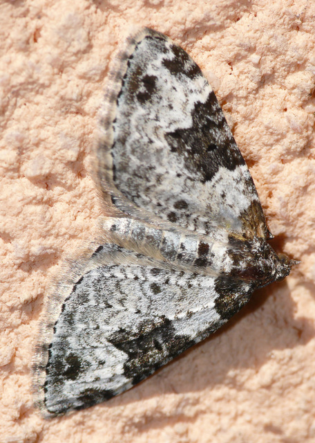 Xanthorhoe fluctuata - közönséges tarkaaraszoló