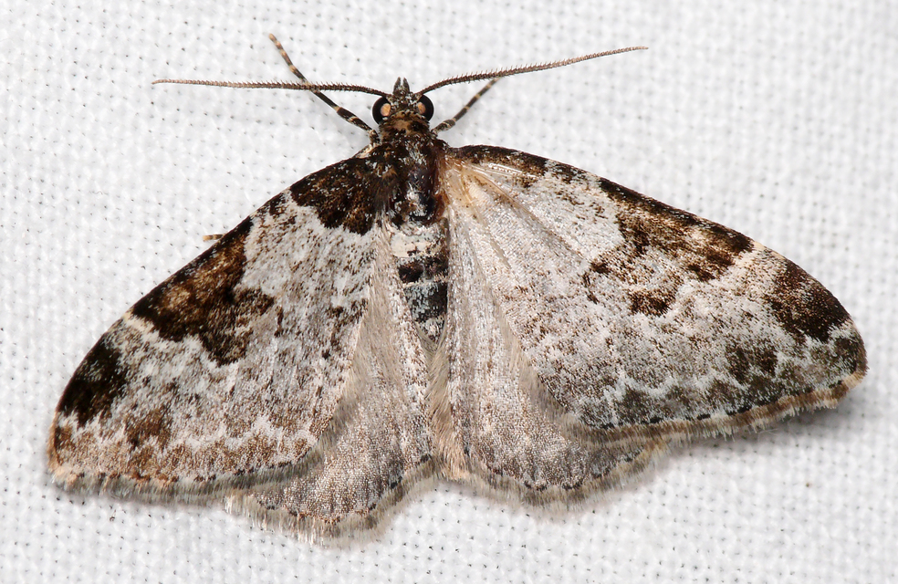 Xanthorhoe fluctuata - közönséges tarkaaraszoló