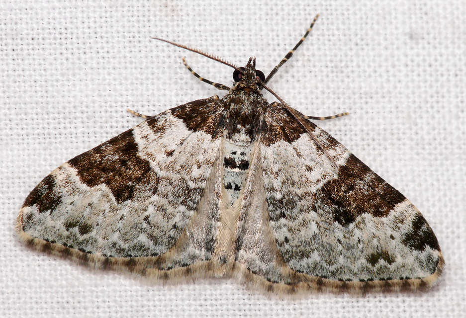 Xanthorhoe fluctuata - közönséges tarkaaraszoló