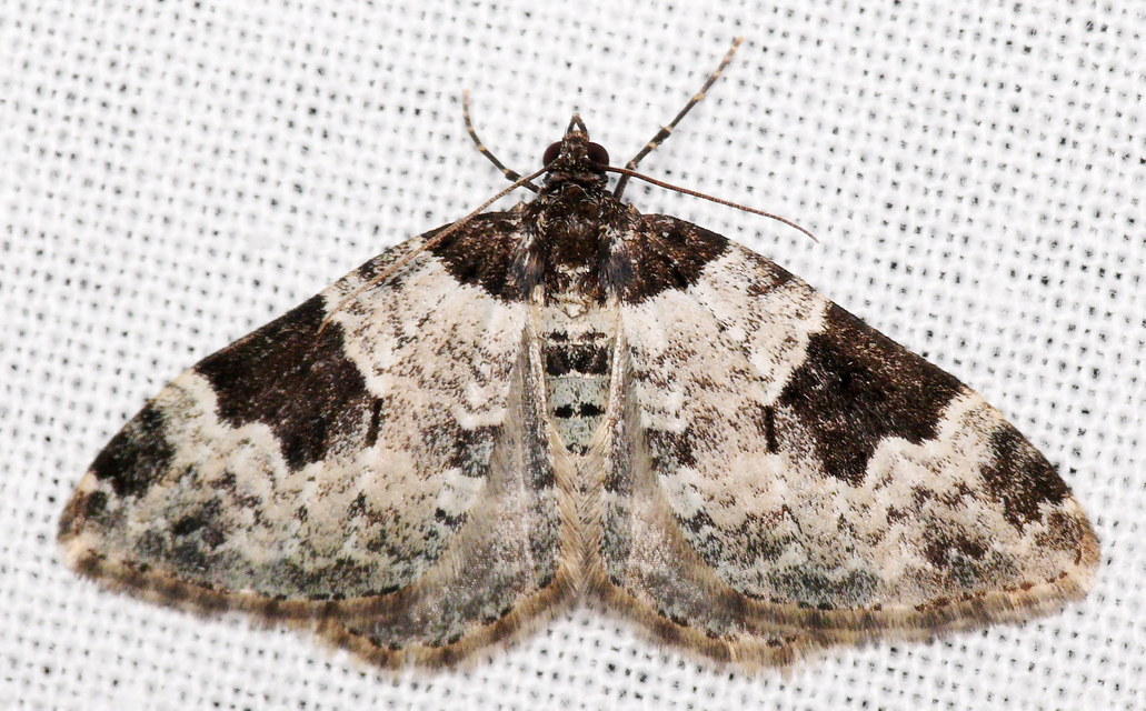 Xanthorhoe fluctuata - közönséges tarkaaraszoló