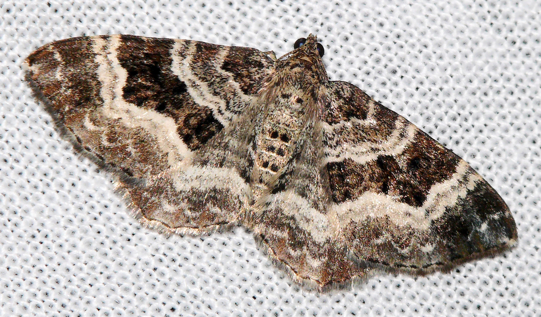 Epirrhoe alternata - galaj-tarkaaraszoló