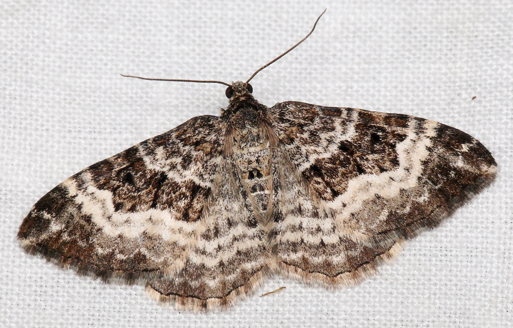 Epirrhoe alternata - galaj-tarkaaraszoló