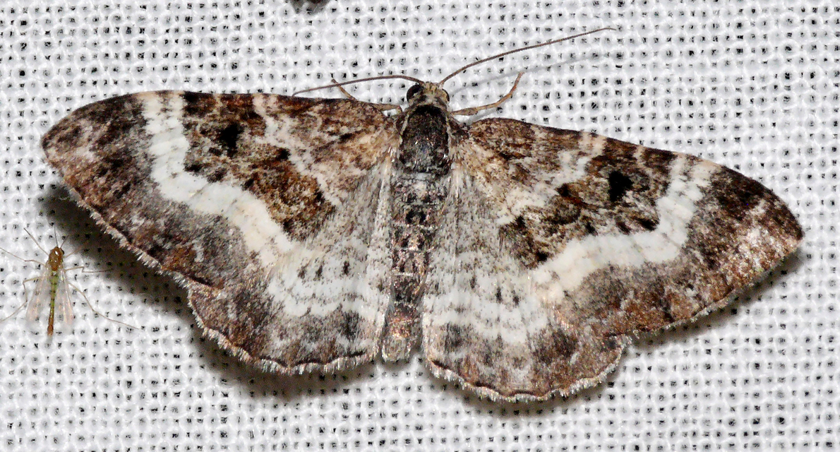 Epirrhoe alternata - galaj-tarkaaraszoló