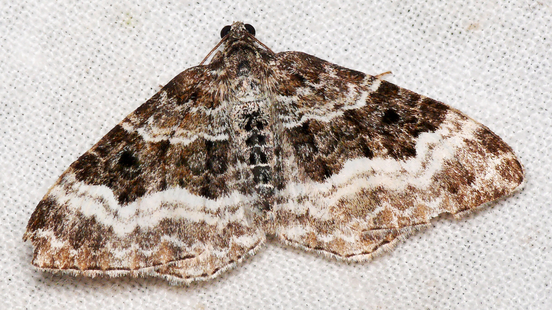 Epirrhoe alternata - galaj-tarkaaraszoló
