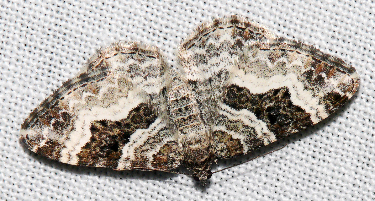 Epirrhoe alternata - galaj-tarkaaraszoló