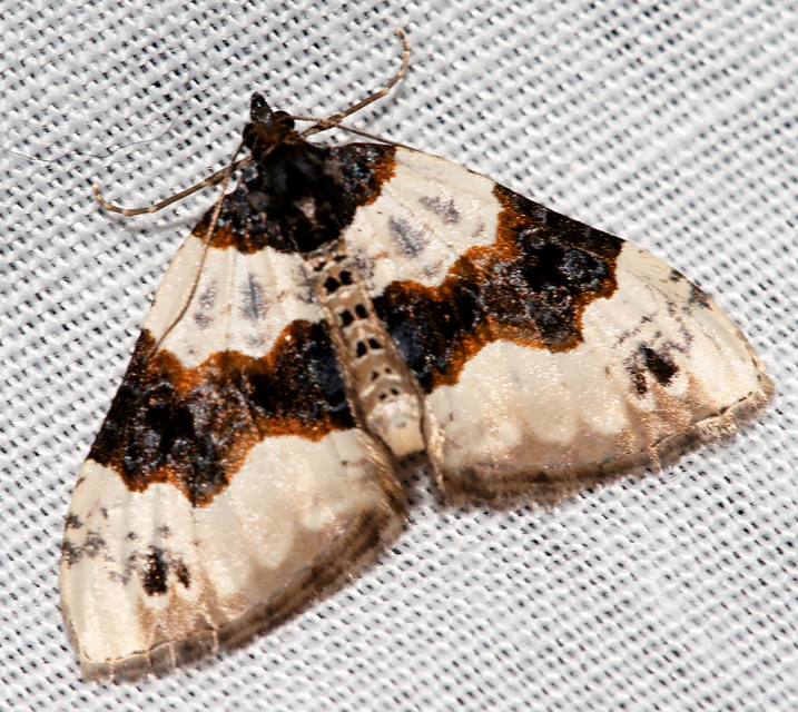 Cosmorhoe ocellata - szemes galajaraszoló