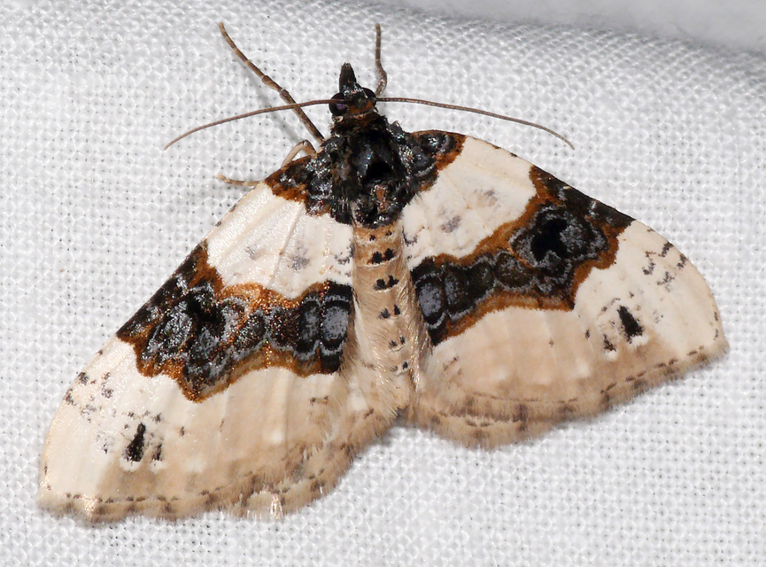 Cosmorhoe ocellata - szemes galajaraszoló
