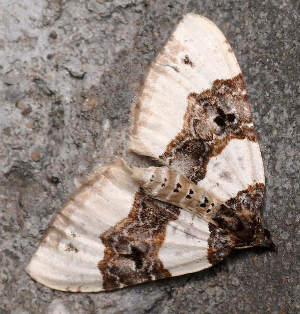Cosmorhoe ocellata - szemes galajaraszoló