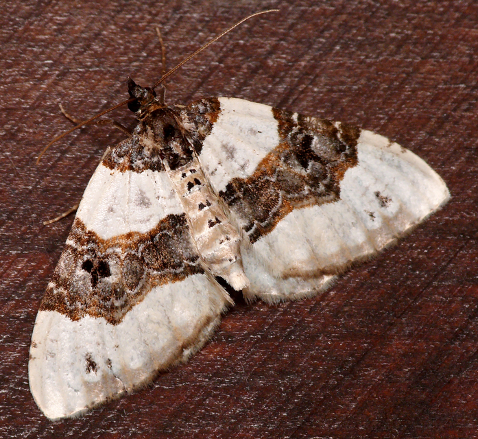 Cosmorhoe ocellata - szemes galajaraszoló