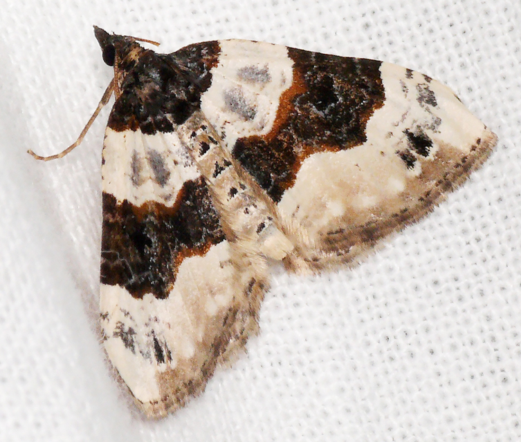 Cosmorhoe ocellata - szemes galajaraszoló