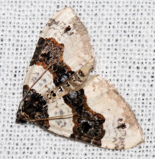 Cosmorhoe ocellata - szemes galajaraszoló