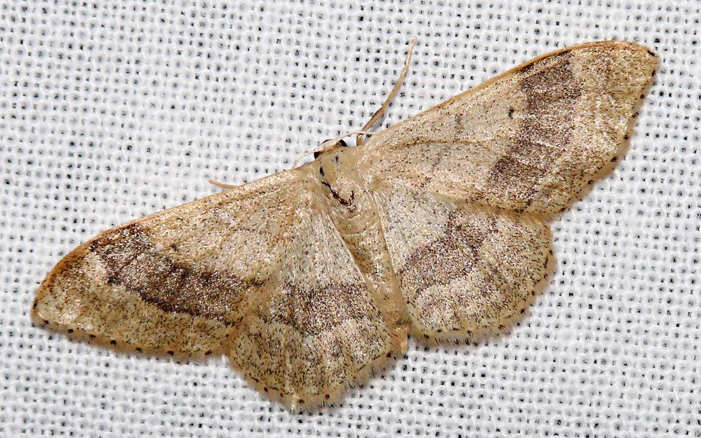 Idaea aversata - nagy sávosaraszoló