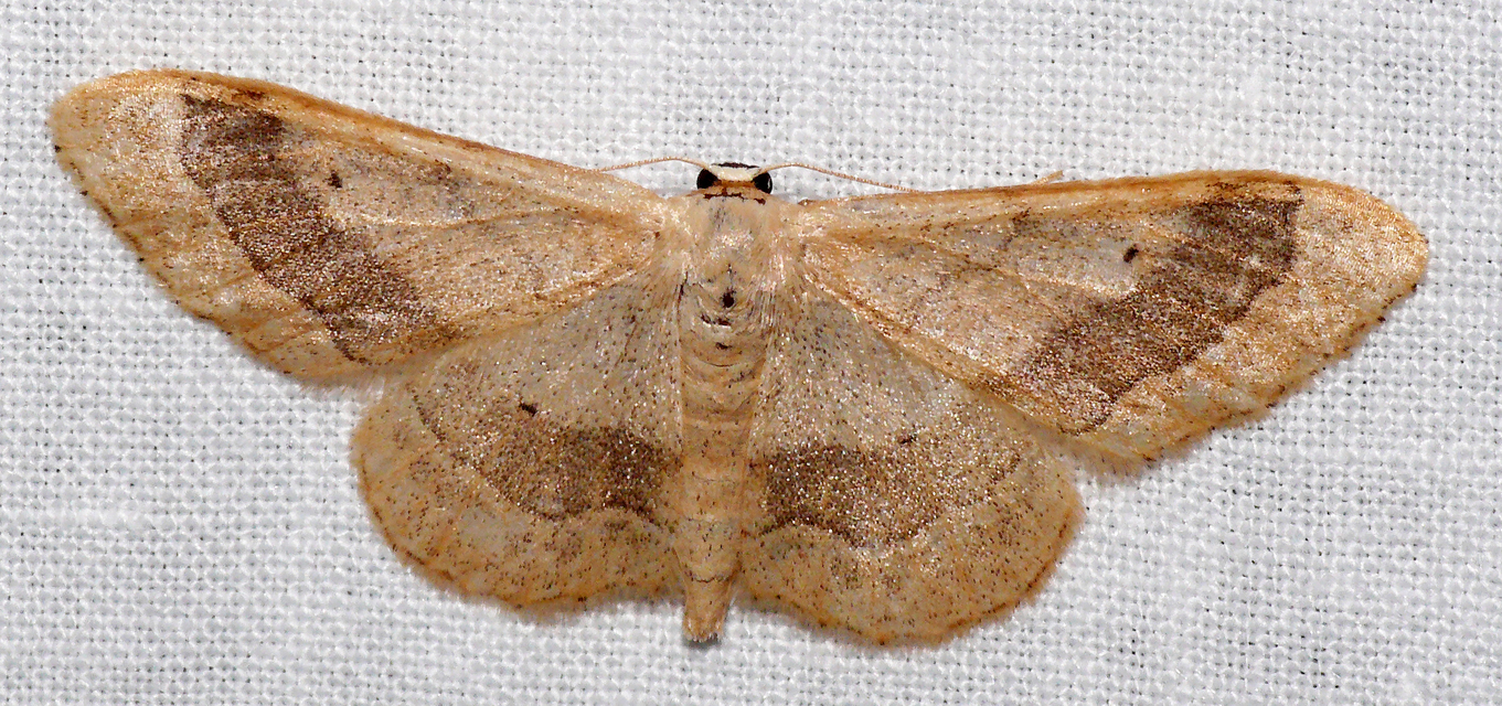 Idaea aversata - nagy sávosaraszoló
