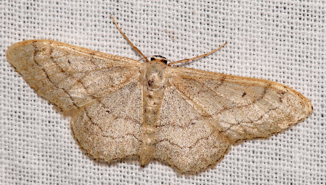 Idaea aversata - nagy sávosaraszoló