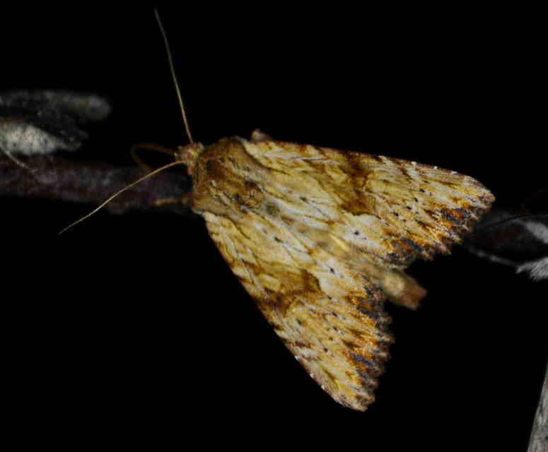 Apamea sublustris - sárgás dudvabagoly