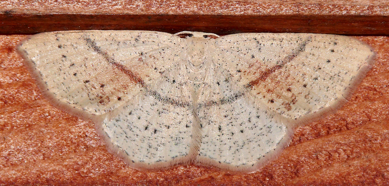 Cyclophora punctaria - sávos pettyesaraszoló