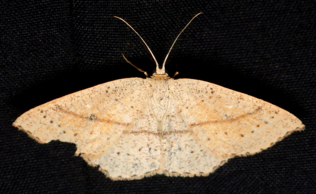 Cyclophora punctaria - sávos pettyesaraszoló