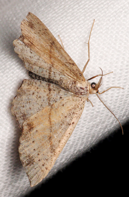 Cyclophora punctaria - sávos pettyesaraszoló